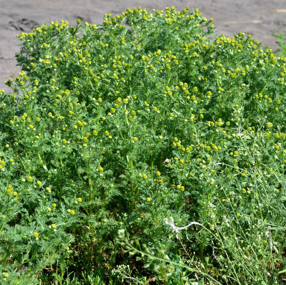 Image of Matricaria discoidea specimen.