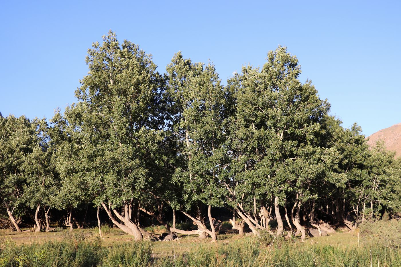 Image of Populus talassica specimen.