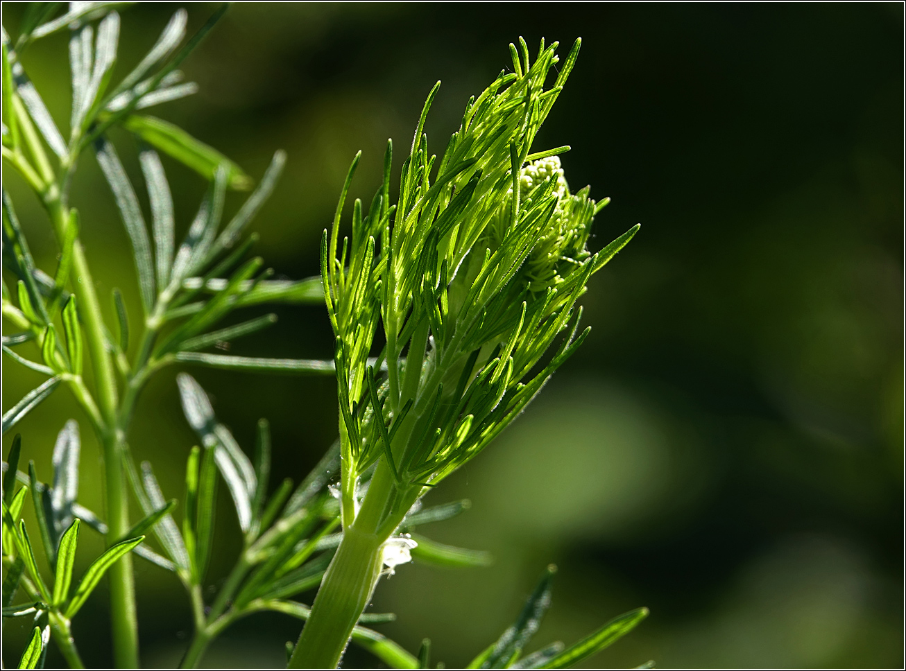 Изображение особи Thalictrum lucidum.