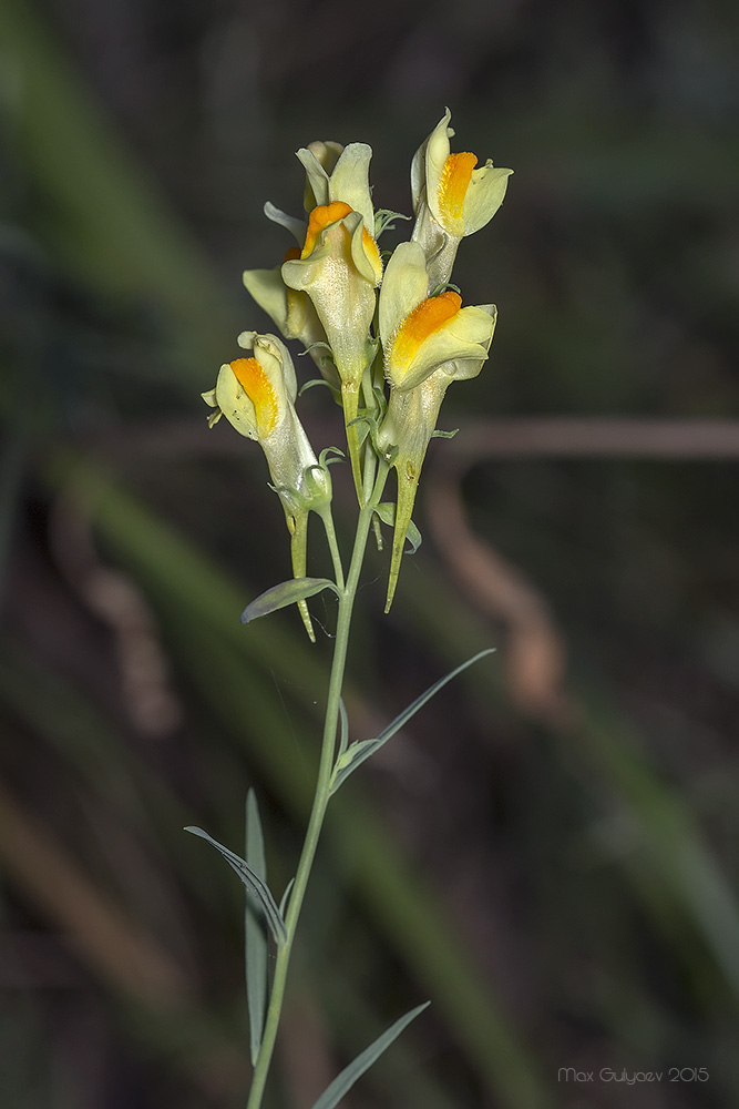 Изображение особи Linaria vulgaris.