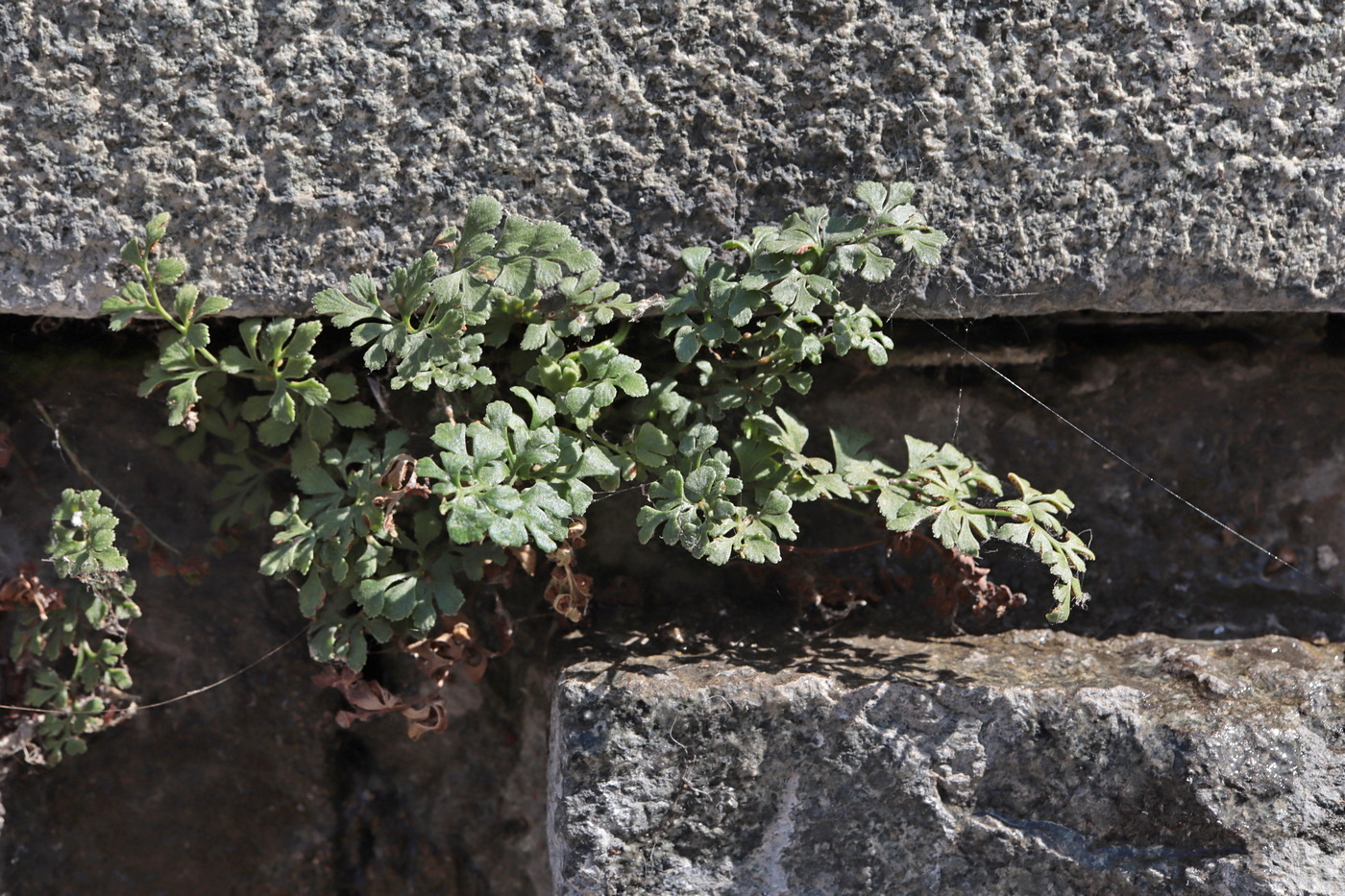 Image of Asplenium ruta-muraria specimen.