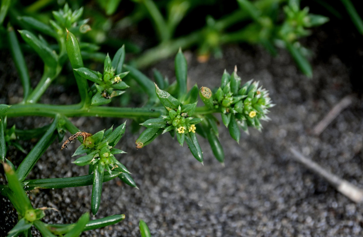 Image of Salsola komarovii specimen.