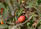 Rosa acicularis