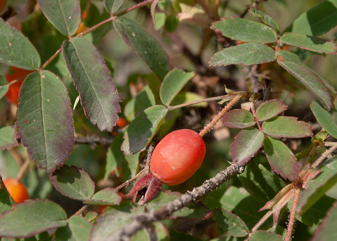 Image of Rosa acicularis specimen.