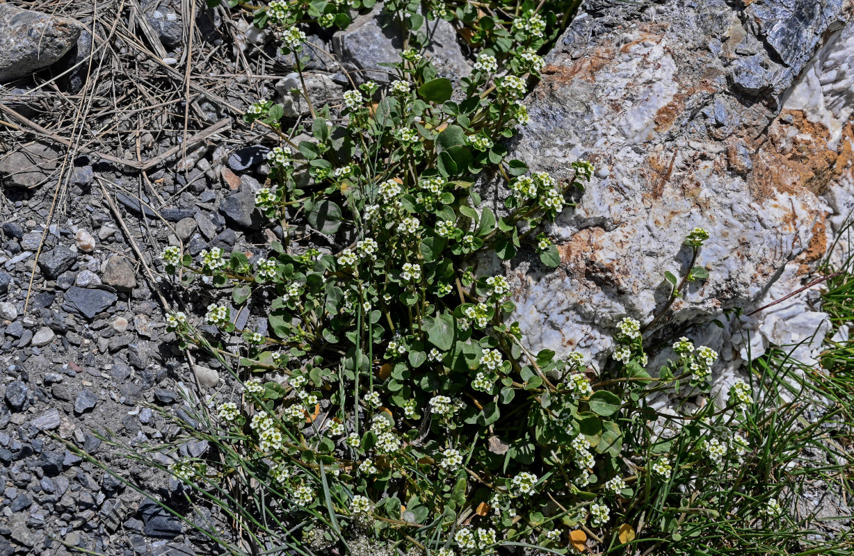 Изображение особи Taphrospermum altaicum.