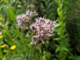 Eupatorium cannabinum. Часть общего соцветия. Краснодарский край, городской округ Сочи, Центральный р-н, Мамайский лесопарк, смешанный лес. 12.09.2021.