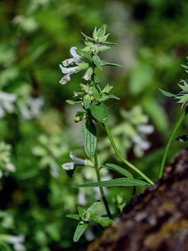 Изображение особи Stachys pubescens.