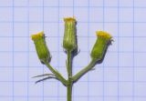 Смотреть изображение Senecio lividus