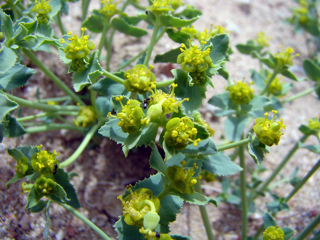 Image of Euphorbia tranzschelii specimen.