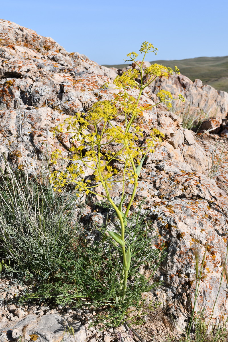 Изображение особи Ferula ovina.