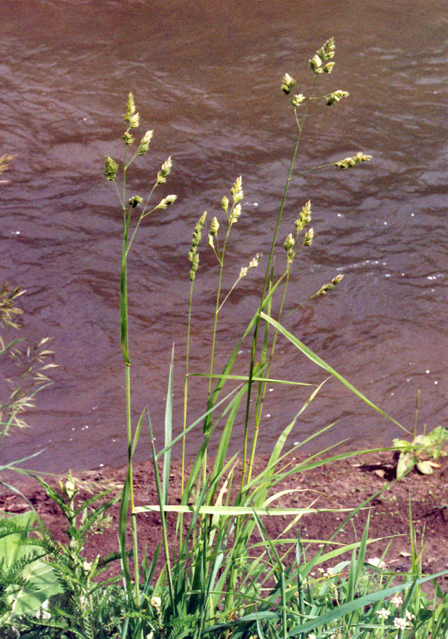 Image of Dactylis glomerata specimen.