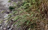 Agropyron pectinatum. Верхушки цветущих растений. Грузия, г. Тбилиси, каменистый участок сухого склона. 10.06.2023.