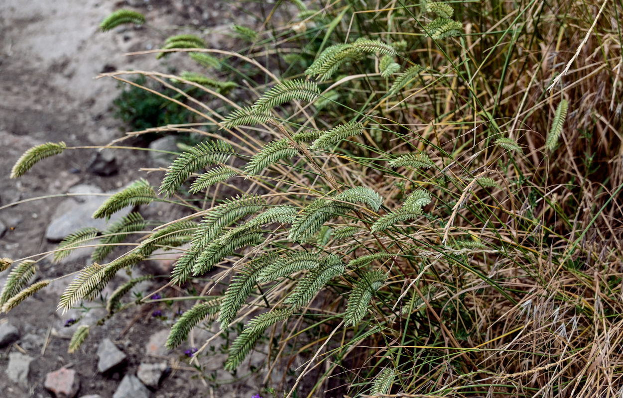 Изображение особи Agropyron pectinatum.