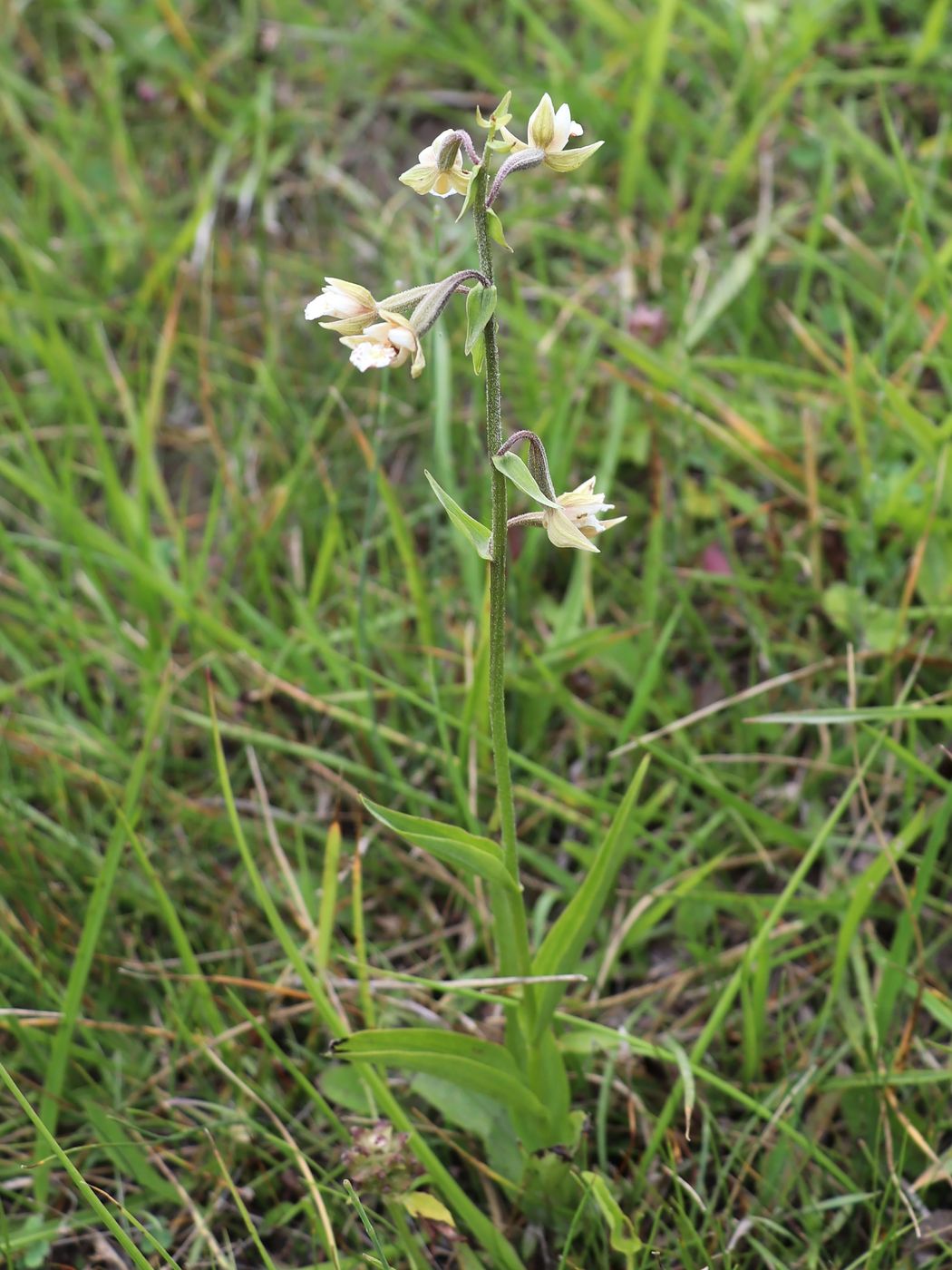 Изображение особи Epipactis palustris.