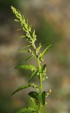 Lipandra polysperma