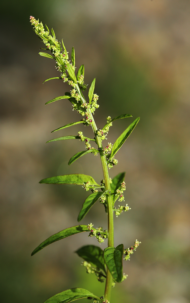 Изображение особи Lipandra polysperma.