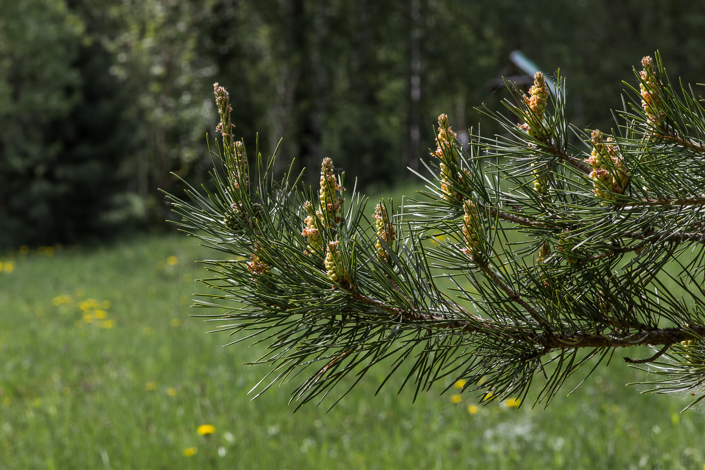 Изображение особи Pinus sylvestris.