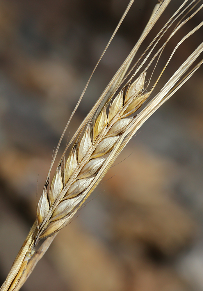 Image of Hordeum vulgare specimen.