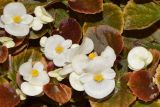 Begonia cucullata. Цветущие растения (белоцветковая форма). Узбекистан, г. Ташкент, Юнусабадский р-н, парковая зона, в культуре. 18.09.2024.