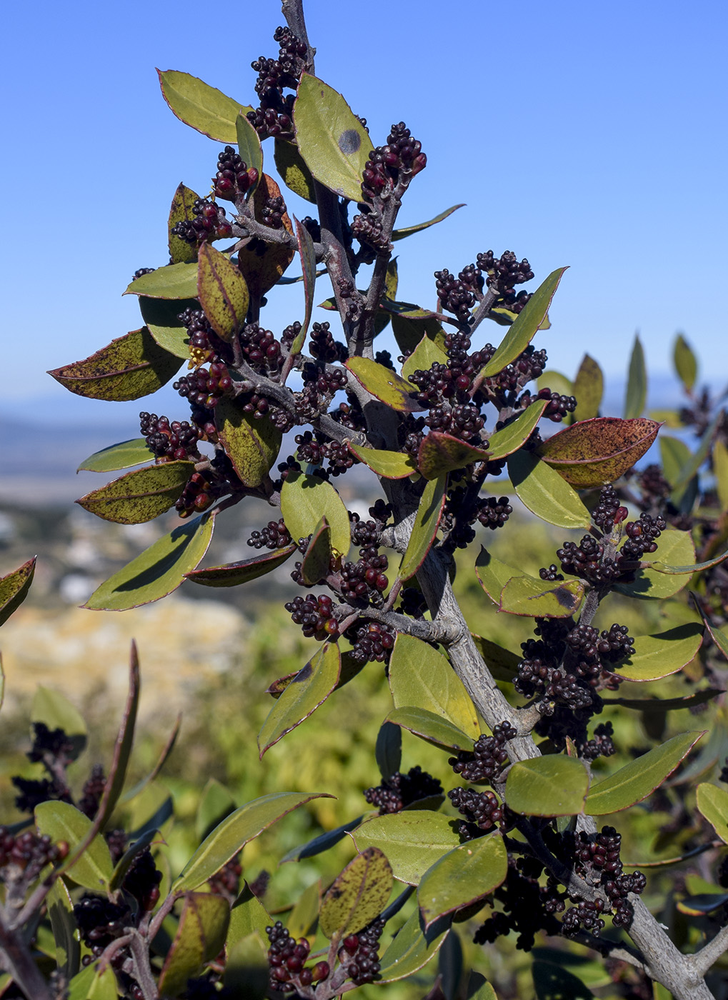 Image of Rhamnus alaternus specimen.