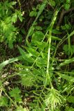 Valeriana officinalis