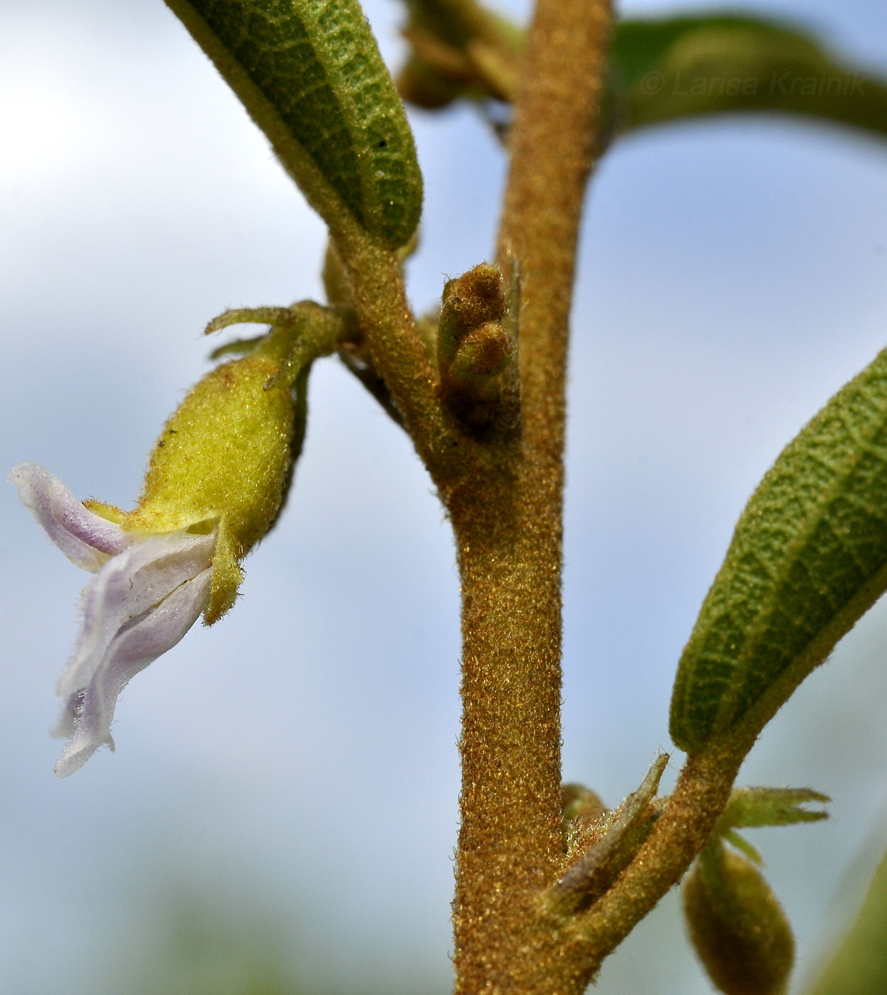 Image of Helicteres angustifolia specimen.