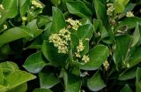 Euonymus japonicus. Верхушка побега с соцветием. Китай, провинция Шэньси, г. Сиань, в культуре. 10.06.2024.