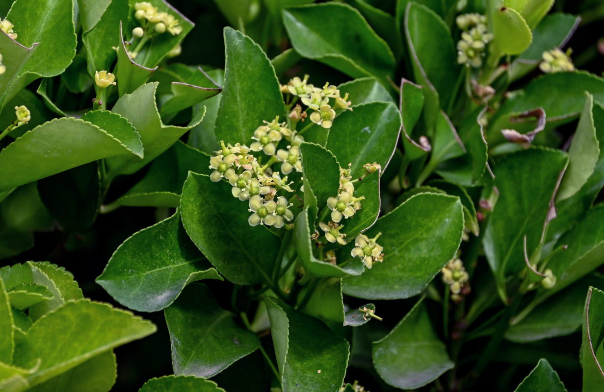 Изображение особи Euonymus japonicus.