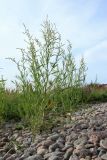 Atriplex littoralis