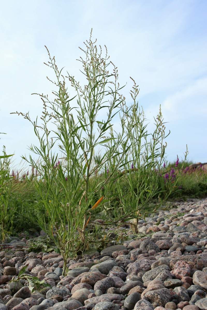 Image of genus Atriplex specimen.