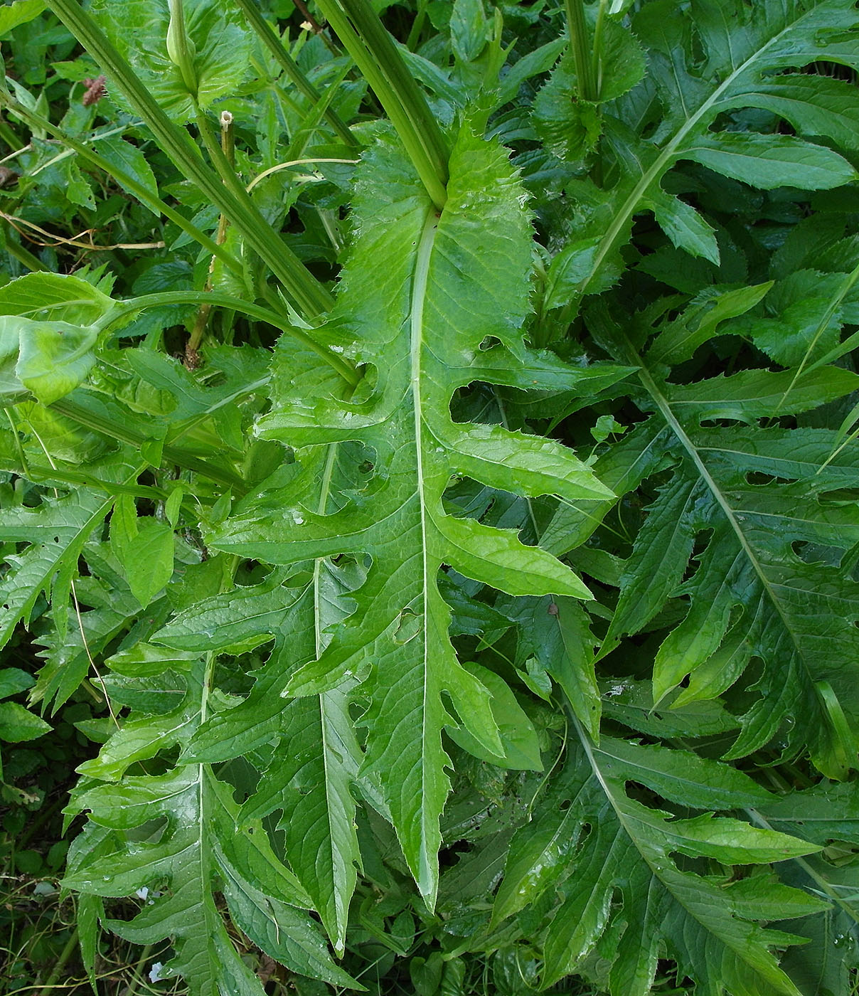 Изображение особи Cirsium oleraceum.