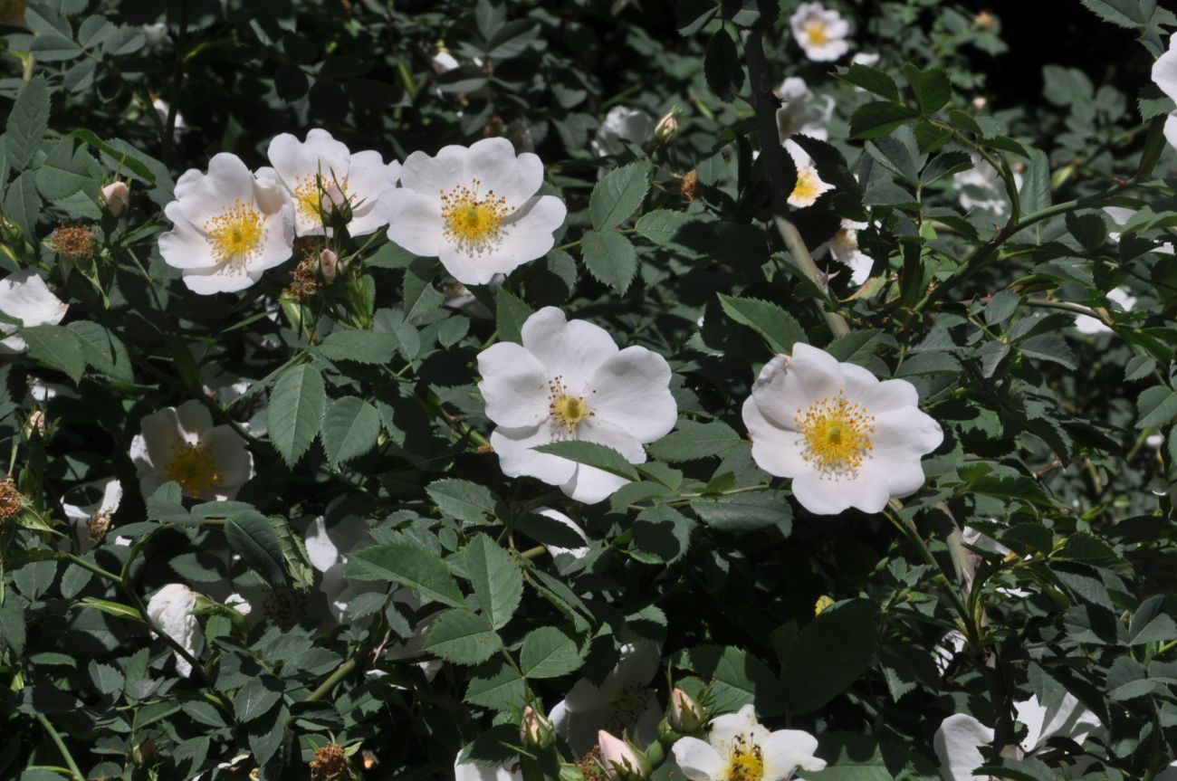 Image of genus Rosa specimen.