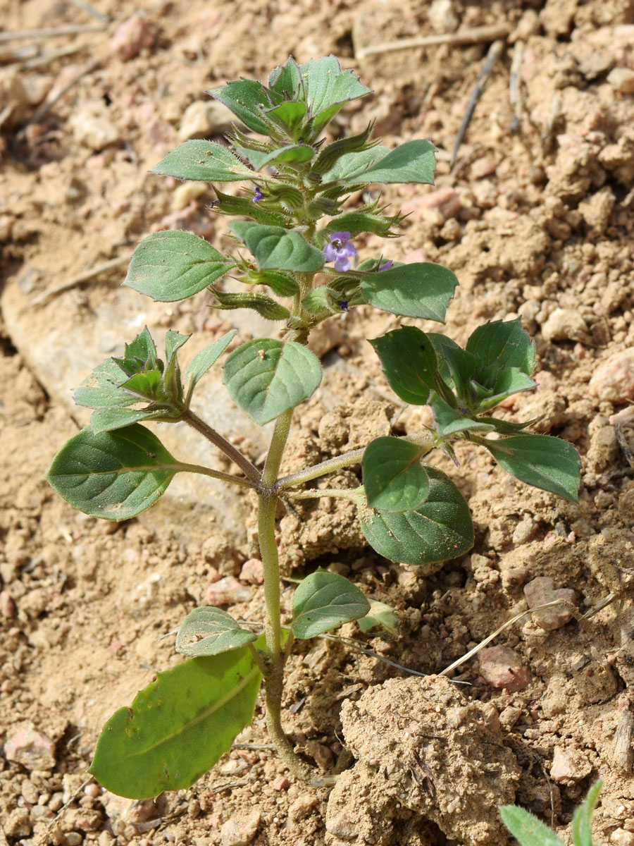 Изображение особи Ziziphora rotundifolia.