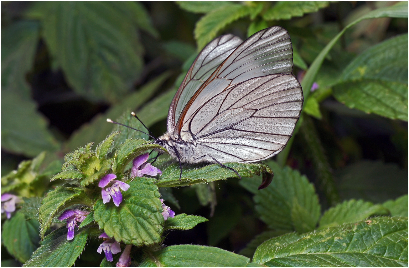 Изображение особи Galeopsis bifida.