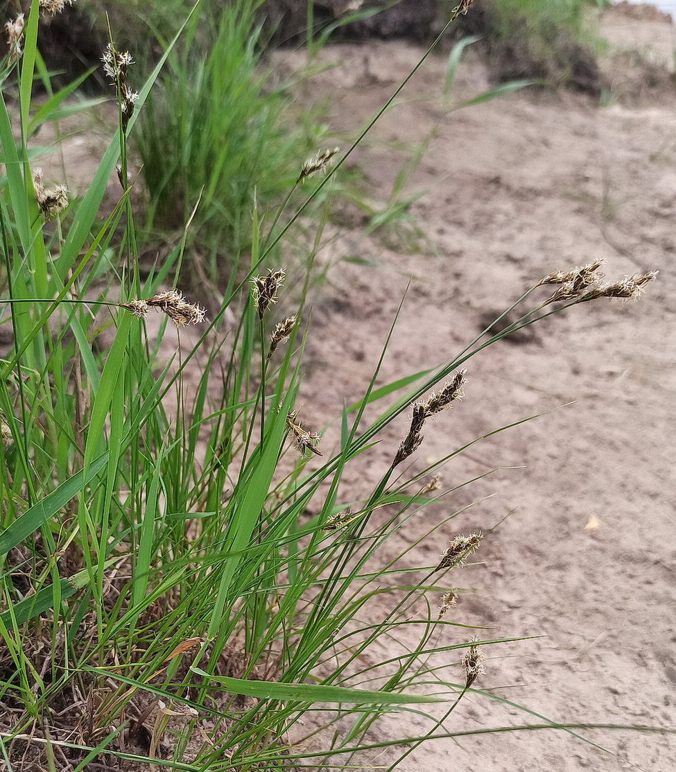 Image of genus Carex specimen.