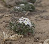 View full-size image Dontostemon integrifolius