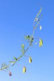 View full-size image Vicia hirsuta