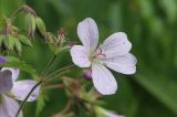 Смотреть изображение Geranium sylvaticum