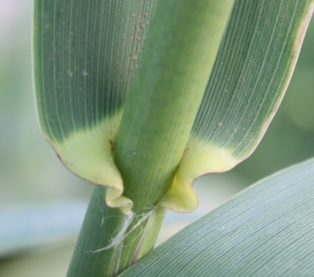 Image of Arundo donax specimen.