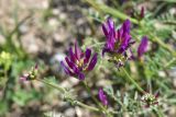 View full-size image genus Astragalus