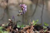 Corydalis solida