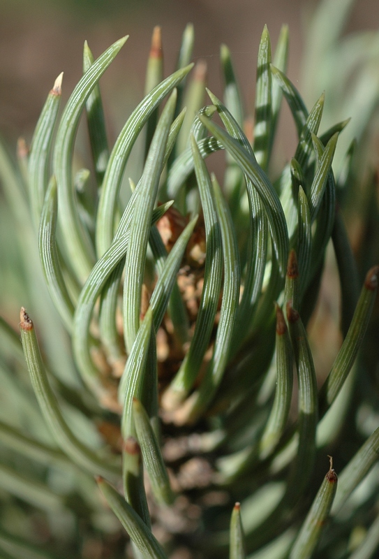 Image of Pinus monophylla specimen.