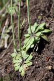 Arabidopsis thaliana. Основание побега с розеткой прикорневых листьев. Ленинградская область, пос. Дубочки, на дачном участке. 22.05.2011.