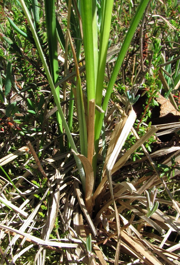 Изображение особи Carex aquatilis.