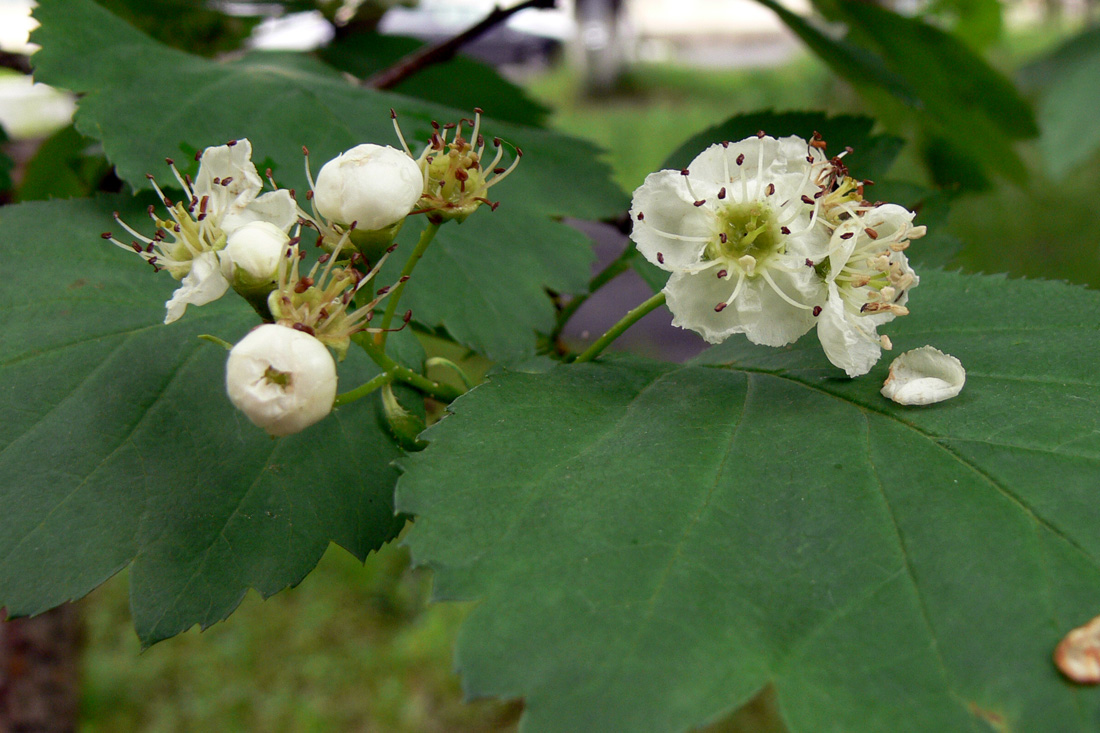 Image of Crataegus sanguinea specimen.