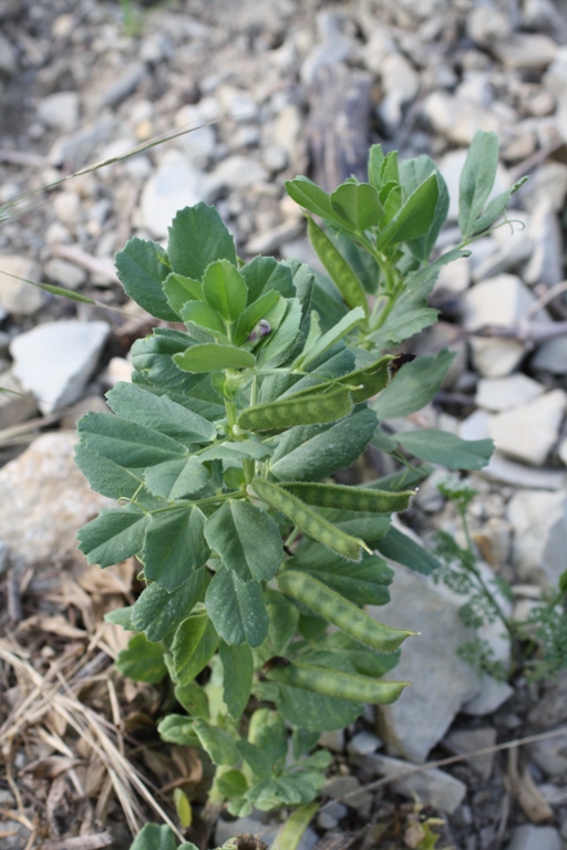 Image of Vicia narbonensis specimen.