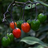 Solanum dulcamara. Созревающие плоды. Киев, опушка Святошинского леса. Июль 2004 г.