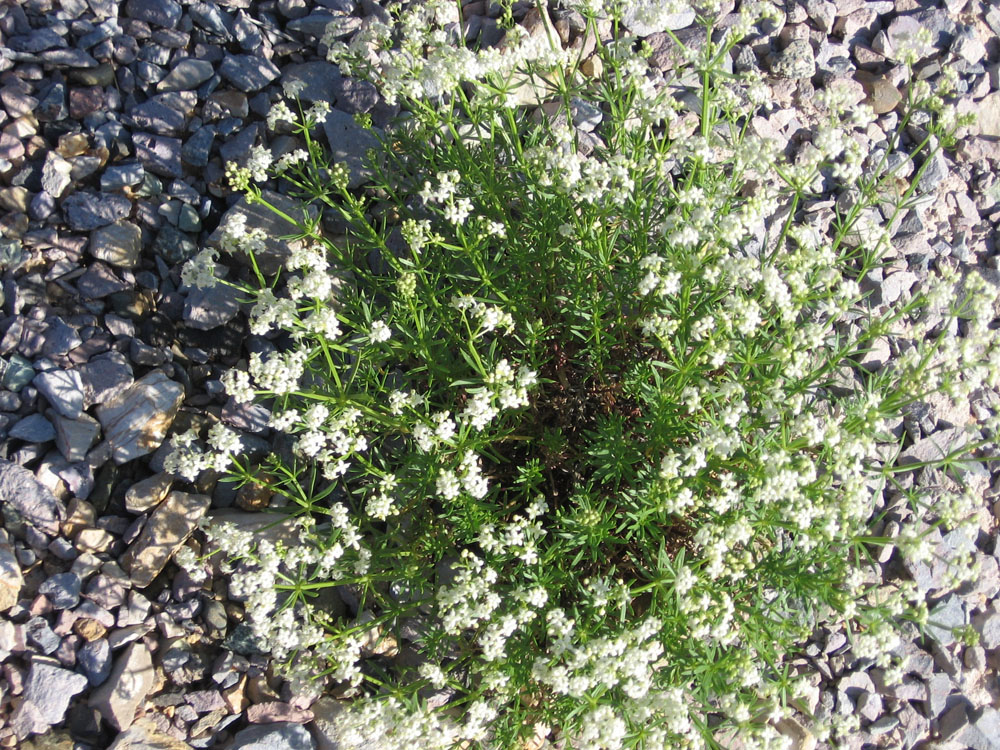 Image of Galium hyrcanicum specimen.