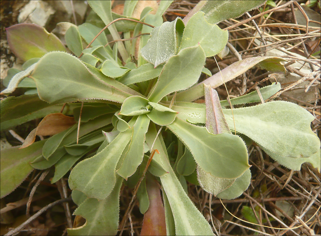 Изображение особи Oberna crispata.