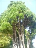 Cupressus sempervirens